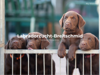 labradorzucht-breitschmid.ch